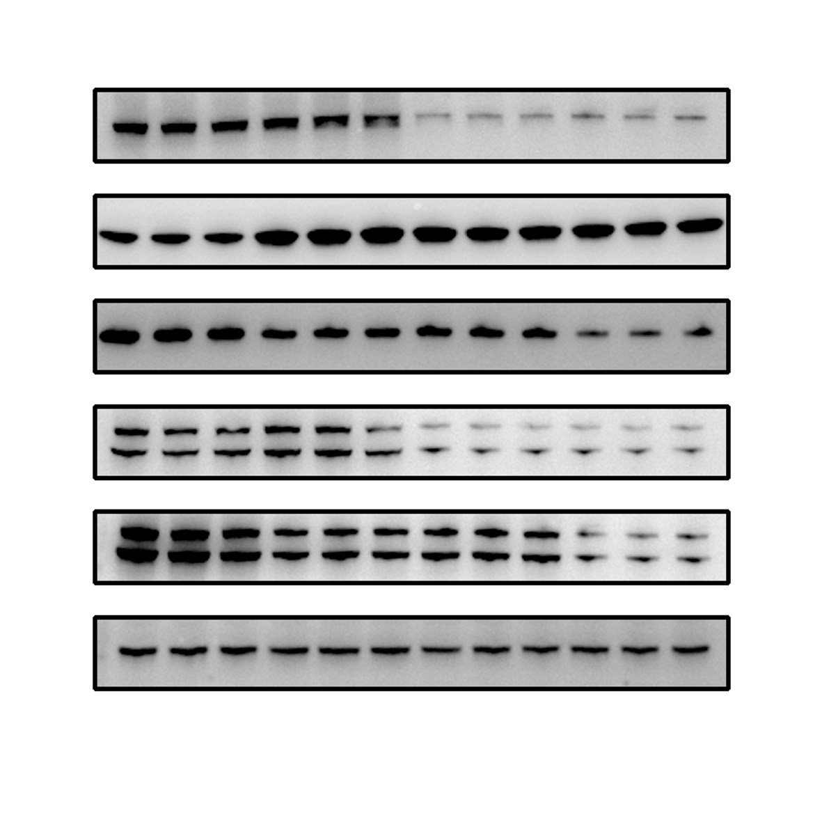 WB/条带/检测/探究/代测/实验/westernblot/代做