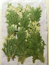 Embossed Oshina Flower Material Fluorescent Fern Coral Fern Expressed Flowers