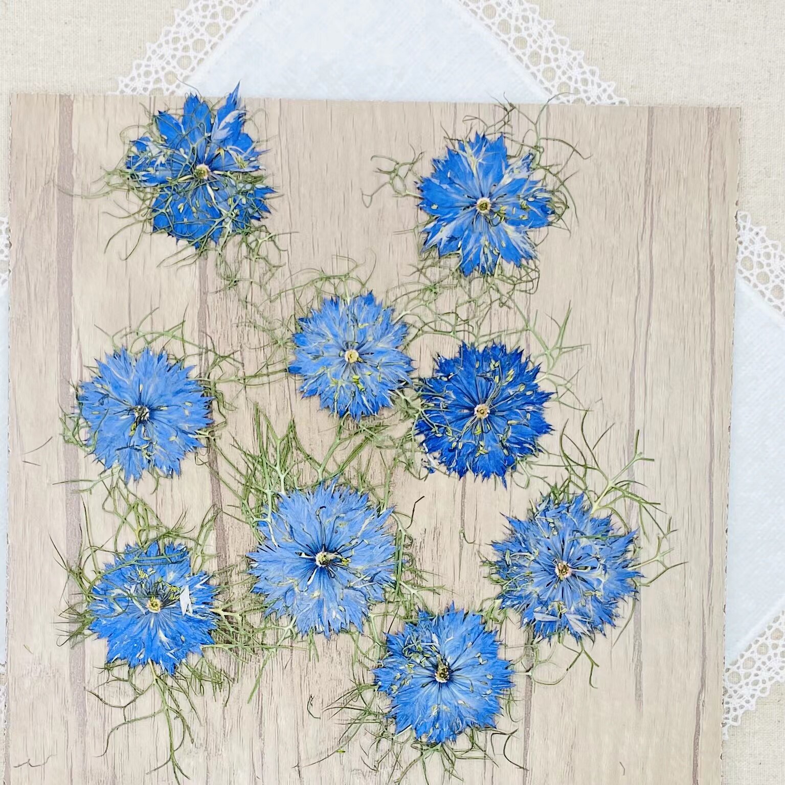 Embossed table lamp flower material Flowers Ensemble fan Gifted grass pressed flowers Dry flowers Flowers Real Flowers