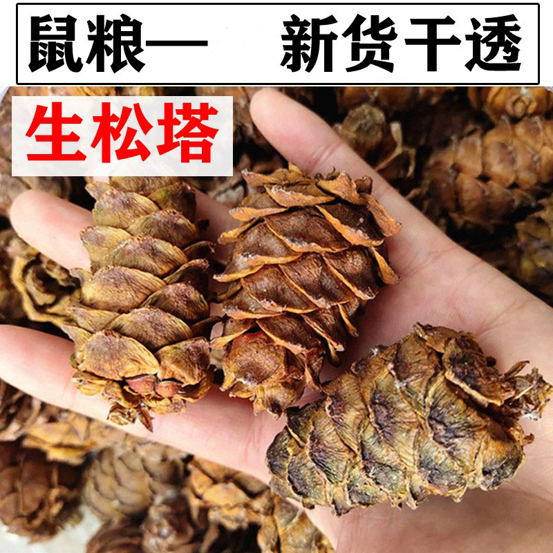 Pet Food Raw Pine Tanta Pine Nuts Food Nut Snacks 500 gr