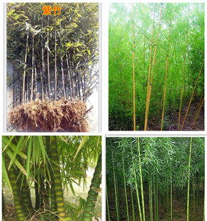 庭院盆栽紫竹苗金镶玉竹苗青竹 根罗汉竹 庭院竹子苗佛肚竹根