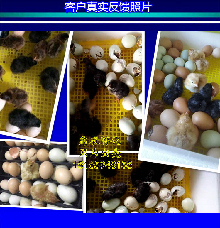 Whyonnon Hug Egg Electric Floating Ovulation Small Chicken Fully Automatic Home Small Hatchery Ovirover Hatchery Hatchery Chicks