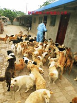 Base maintenance kennel building Shaanxi Weinan small animal love home