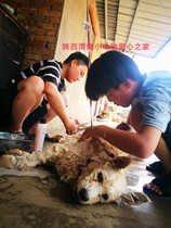 Insignificant and vital Shaanxi Weinan Small Animal Love House