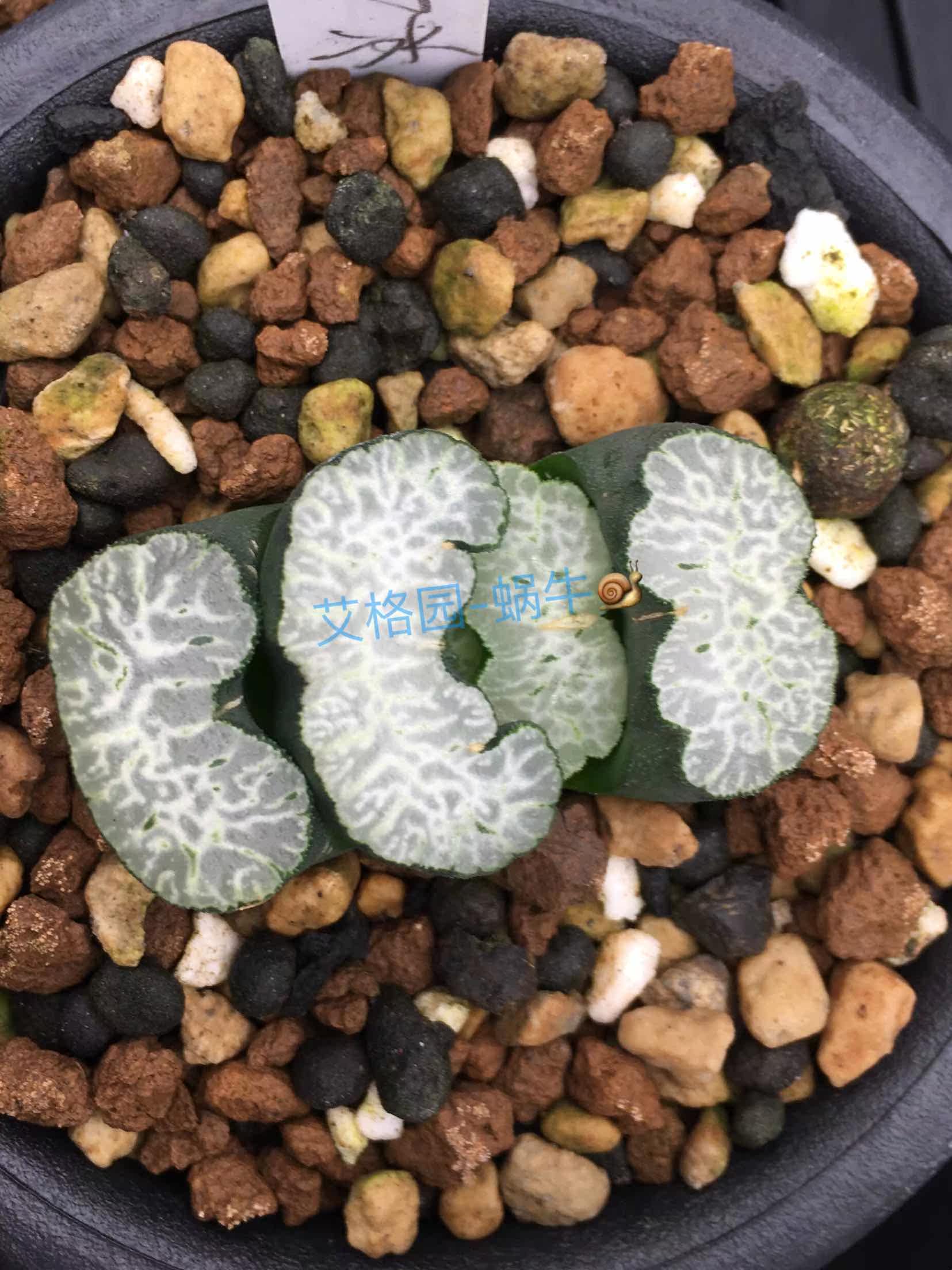 多肉植物12卷铭品玉扇 守冰 叶插苗