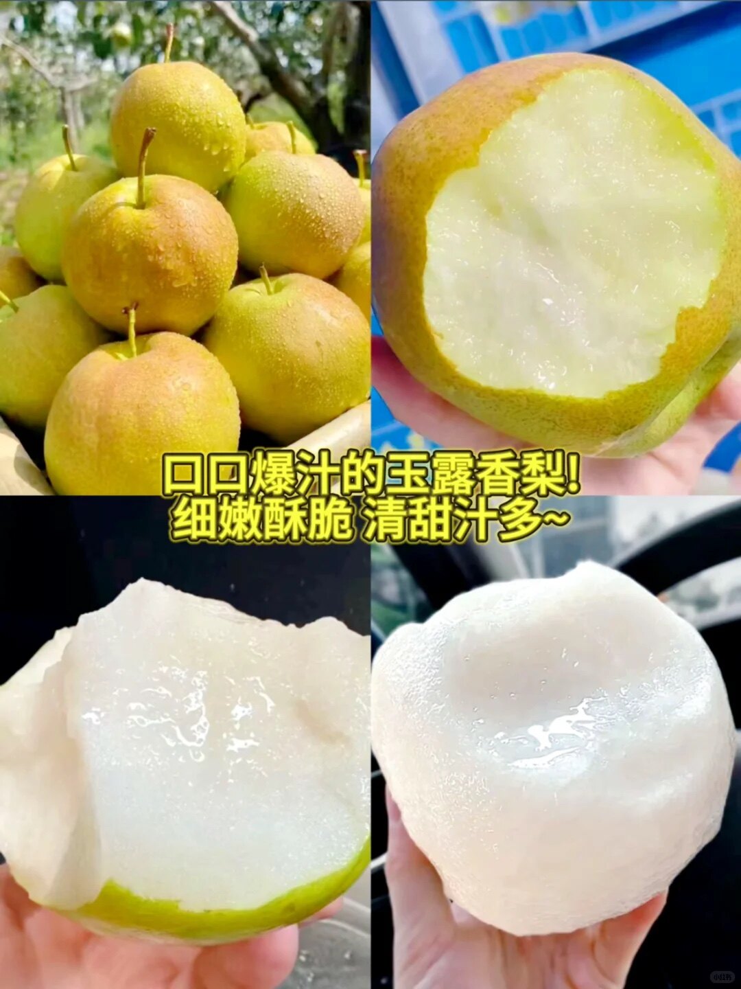 隰县玉露香梨农场直发的LOGO