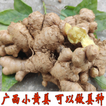 Guangxi Xiaohuangjiang Old ginger species Fresh Longlin farmhouse Self-planting Excavation Mountain Ginger Moon Yunnan 2022 New