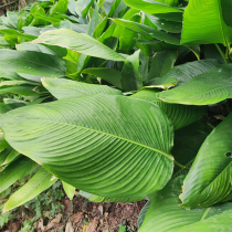 Guangxis large rice dumplings fresh and large number of leaves 40 pieces of rice dumplings Glutinous Rice Cake Leaf Free Mail Now to be wrapped in steamed rice dumplings for the Chinese Lunar New Year