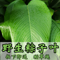 Buy two-send a Guangxi special rice dumpling leaf fresh and free of mail pure natural 20 sheets of large and wide leaves for winter Zhaoqing wrapped in steamed rice dumplings