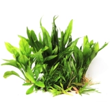 []鹿角铁细叶铁皇冠mini袖珍迷你尖叶针叶皇冠红蛋青旦九冠