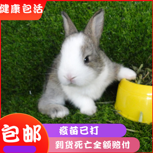 兔子活物大型肉兔活体侏儒小型家养小白兔兔苗垂耳兔宠物比利时兔
