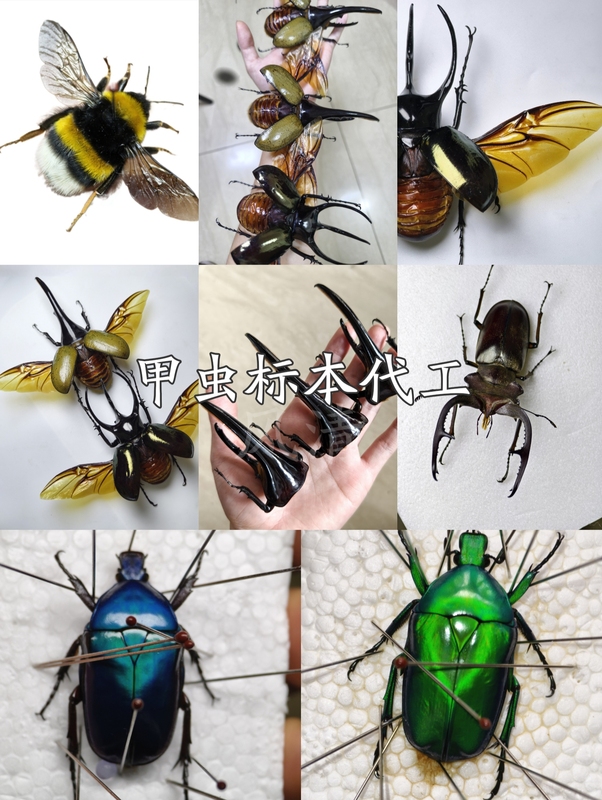 Beetle Specimen Processing: Standard Shaping or Wing Spreading, Removing Flesh, Setting Posture, and Long-Term Preservation of Your Insects Beetle Specimen Processing: Standard Shaping or Wing Spreading, Removing Flesh, Setting Posture, and Long-Term Preservation of Your Insects