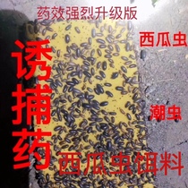 Rat worm watermelon worm damp worm woodlouse ground squirrel Pomi soup worm wet worm bait trapping locust nine-flavored worm