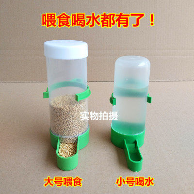 Pigeon Parrot Pigeon Bird With Automatic Drinking Water Feeder