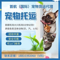 Pet Consignment Service Mailing Transport Kitty Dogs Express Air Charge DAffaires Random Formalities Aviation Mailing Beijing