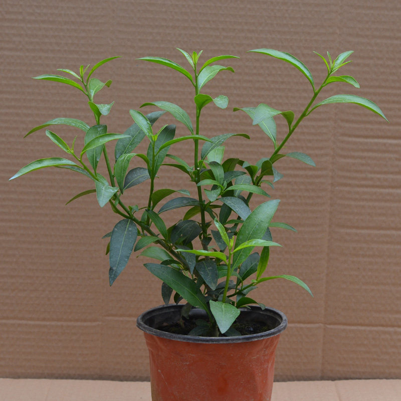 �Ӻ�Ե�辰ҹ����