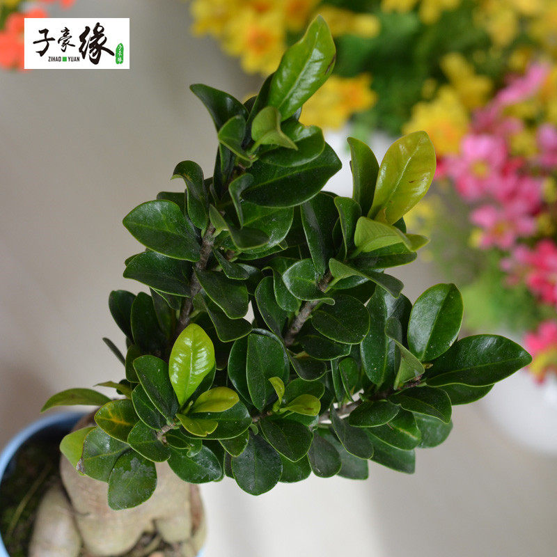 �Ӻ�Ե��������������