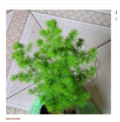 �Ӻ�Ե�辰75994