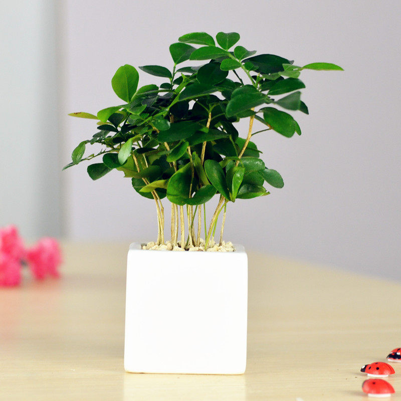 �Ӻ�Ե�������辰