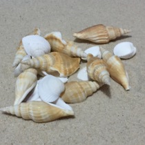 Psychological sand sand table game box Court therapy psychological products natural shellfish 20