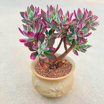 Brocade Stars Multi-meat Rabbit Ears Greenhouse Office Balcony Office With formaldehyde Radiation Protection New Hand Good