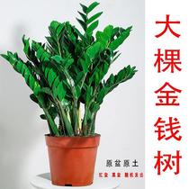 Money Tree Potted Plant Indoor Good Raising Living Room Large Basin Swing Piece Hair Treasure Tree Money Strings Green Planting Balcony All Four Seasons