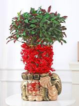 Golden Jade Mantang Flower Plant with Fruit Delivery Rich Seed Potted Golden Wanliang Indoor Living Room New Years Eve Flowers and Green Plants