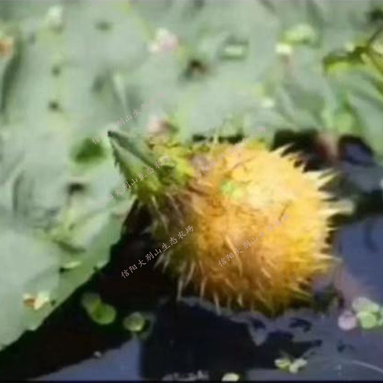 New goods Henan Xinyang chicken head fruit second green fresh shelled wild chicken head rice gorgon rice fruit 500g