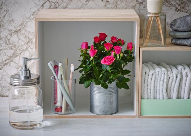 月季红蜘蛛和白粉，这样杀真的太好笑了！