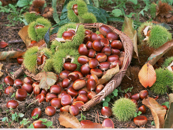 丹东特产 东北生板栗 5斤 优惠券折后￥20.8包邮（￥23.8-3）