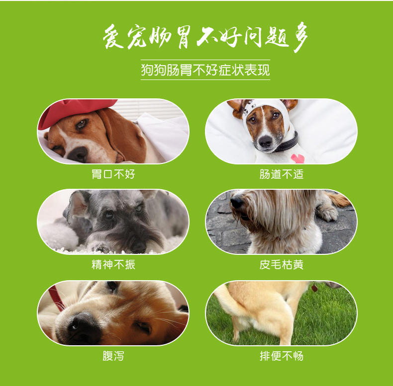 Amber Pet Health Products Chó và mèo Probiotic Điều hòa đường tiêu hóa 2g / túi 12 túi / chai Sữa cho chó con 2 tháng tuổi