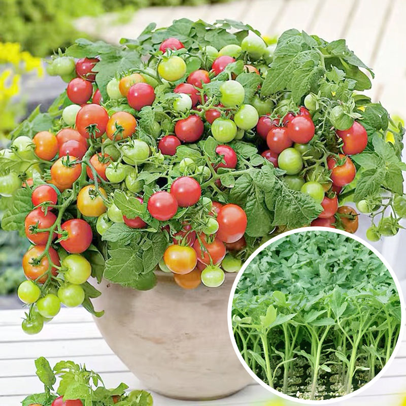 Dwarf raw potted plant small tomato seed Miao Four Seasons St. female fruit tomato Vegetable Seedlings Seedseed seed Seedlings South species