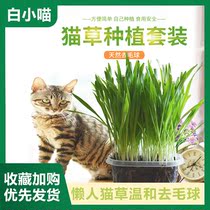 Cat Grass Wheat Seed Seed Water Bacon Box Potted Ready-to-use to Ize Hair Balls SLOPPY Lazy Cat Mint Snacks Kitty supplies