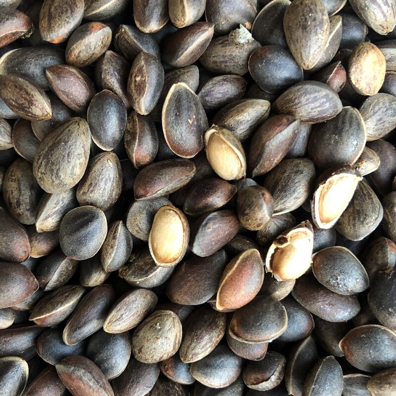 2021 New goods Yunnan fresh and thin leather pregnant women nut snacks Original Taste Falling Non-Opening Birth Pine