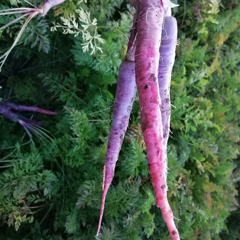 Yunnan Dali Plateau Purple Carrot is now dug and found 900 grams