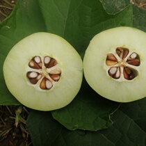 Authentic Yunnan Dali fresh safflower fruit Papaya enzyme wine stewed chicken boiled fish 3 pounds