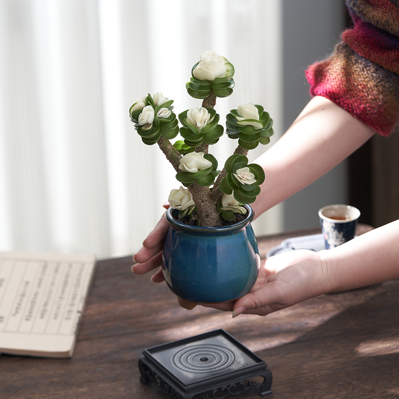 2016年淘宝如什么处些多肉植物店铺值得介绍。新手为甚么选靠谱店铺？