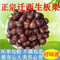 2021 new goods pick Qianxi oil chestnut raw fresh chestnut 5kg sweet oil chestnut Yanshan small Hebei board ticket