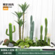 Simulated Desert Green Plant Cactus Landscaping Indoor Landscape Clothing Store Window Large Cactus Decorative Ornaments