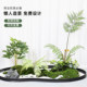 Artificial Green Plant Golden Monkey Head Fern Simple Artistic Landscape Indoor Shopping Mall Staircase Decoration Bonsai Zen Golden Monkey Fern