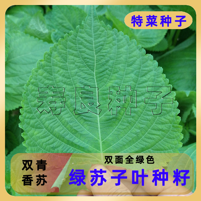 Perilla seed seedlings double green big round fragrant Korean imported four-season potted edible barbecue kimchi vegetable seeds
