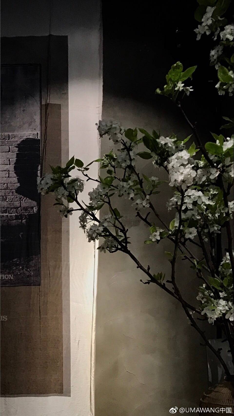 o9花蛋的LOGO