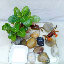 Hand crab general crab ornamental crab land crab freshwater crab pet crab hermit crab mini chili pepper crab feeding set