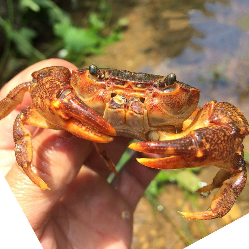 Field Garden Crab Pet Living Things The Crab Mini View Crab Fresh Water Demon Crab Deepwater Crab Native Chili Crab