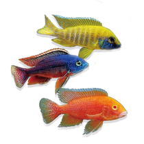 Three lakes cichlid fish horse bream sea bream freshwater stage purebred Peacock rock small tropical ornamental fish live