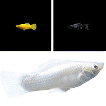 Mary fish tropical freshwater ornamental fish small viviparous Peacock phoenix tail Mickey Manlong scavenger guacock fish live