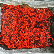 Grass goldfish living ornamental fish cold water fish koi Fry fresh water Small Fish Red crucian carp Peacock Tropical Fish Lantern family
