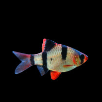 Tiger skin fish ornamental fish tropical small lantern family Peacock zebra Mickey red and green lotus lanterns to raise freshwater glass fish