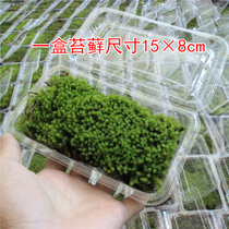 Fresh moss plant white haired moss Diy micro-landscape Ecobottle Amphibian Imaginary Mountain Bonsai Green Moss Moisturizing