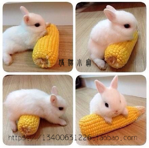 Baby living rabbit Rabbit Pet Rabbit Small White Rabbit Yellow Rabbit Grey Rabbit Flowers Rabbit Panda Rabbit Xiamen Self-taking 